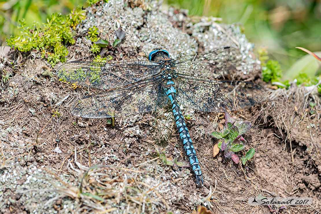 Aeshna caerulea :   Dragone azzurro(maschio)  -  Azure Hawker (male)