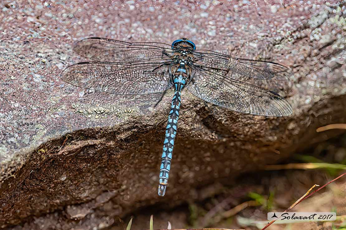 Aeshna caerulea :   Dragone azzurro(maschio)  -  Azure Hawker (male)