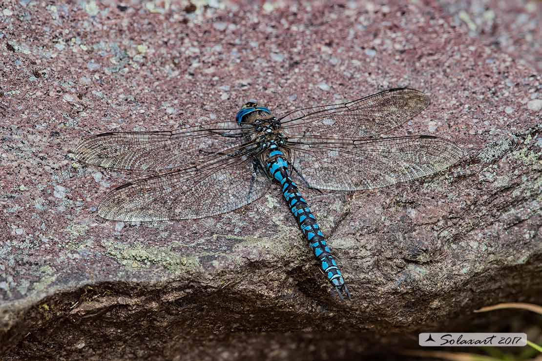 Aeshna caerulea :   Dragone azzurro(maschio)  -  Azure Hawker (male)