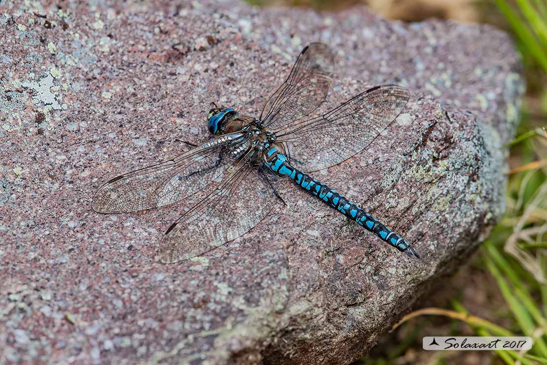 Aeshna caerulea :   Dragone azzurro(maschio)  -  Azure Hawker (male)