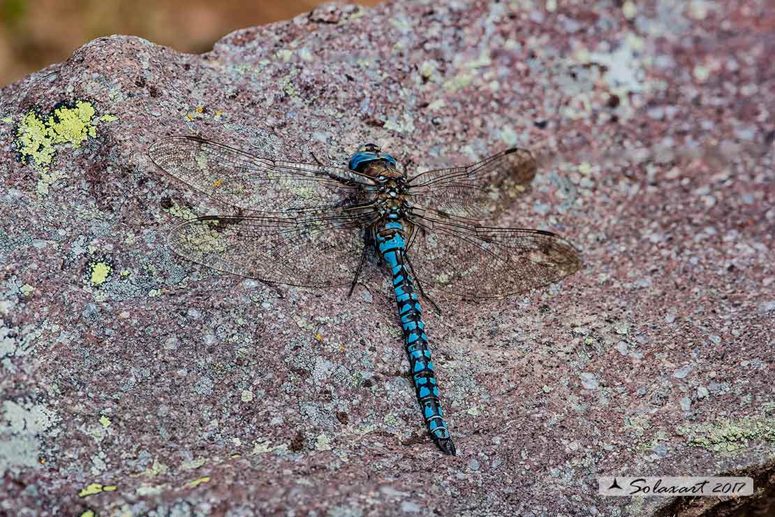 Aeshna caerulea :   Dragone azzurro(maschio)  -  Azure Hawker (male)