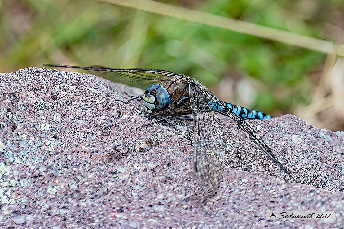 Aeshna caerulea :   Dragone azzurro(maschio)  -  Azure Hawker (male)