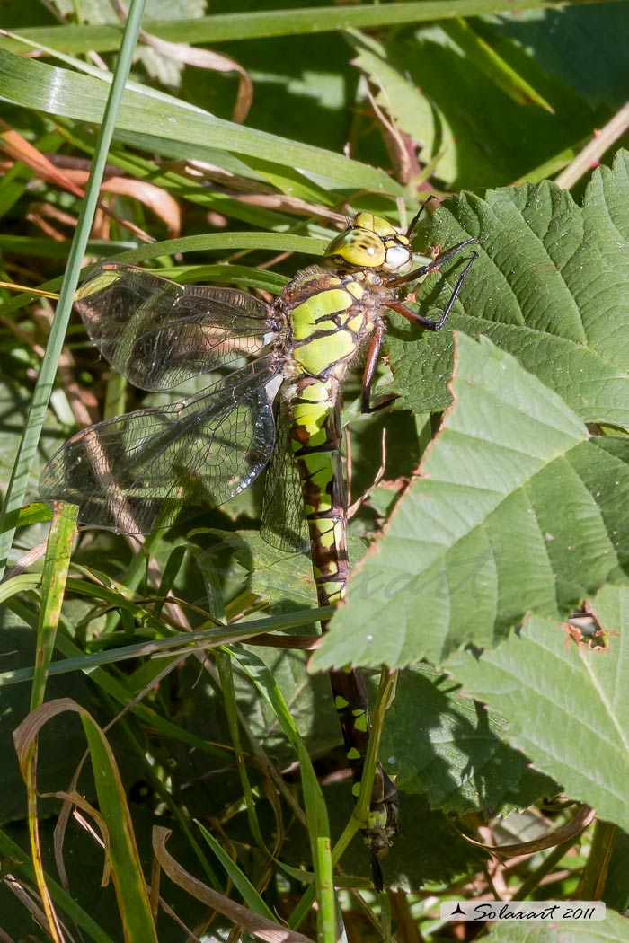 Aeshna cyanea (femmina) - Southern Hawker or Blue Darner (female)
