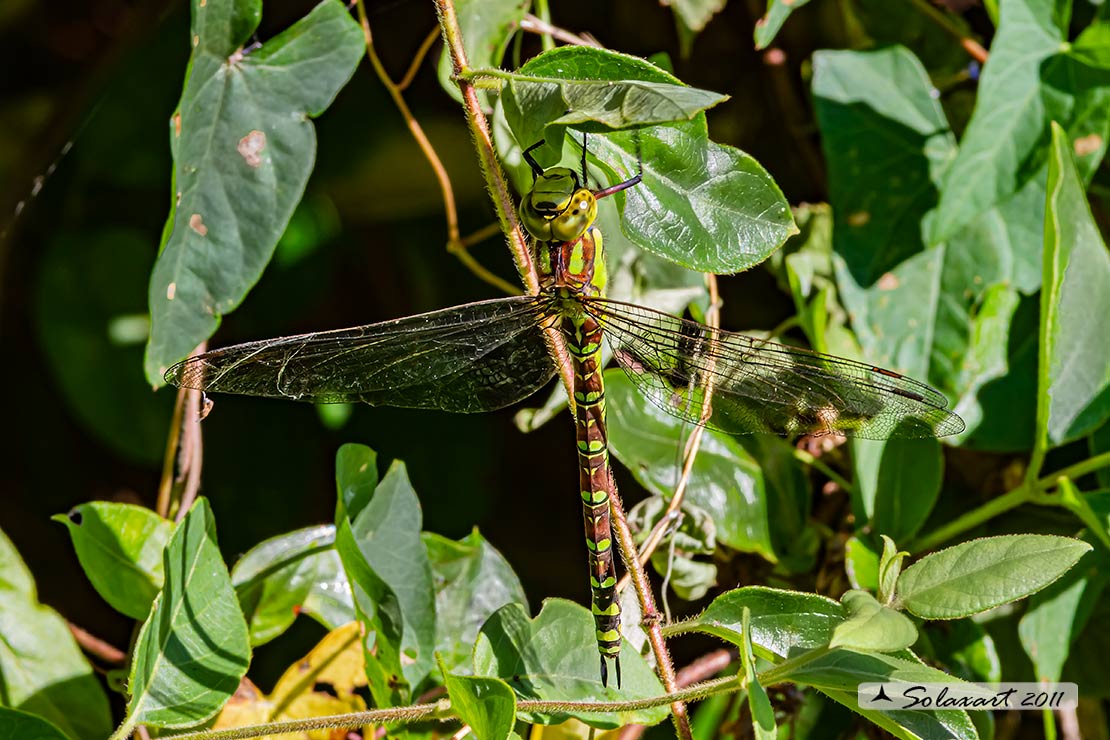 Aeshna cyanea (femmina) - Southern Hawker or Blue Darner (female)