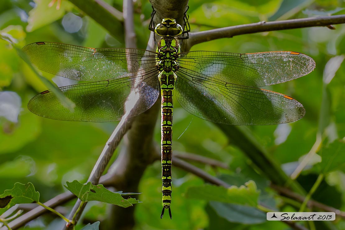 Aeshna cyanea (femmina) - Southern Hawker or Blue Darner (female)
