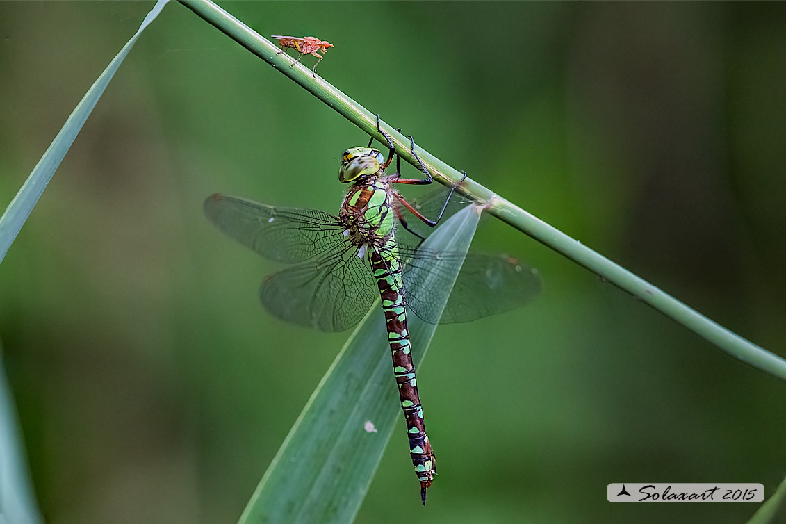 Aeshna cyanea (femmina) - Southern Hawker or Blue Darner (female)