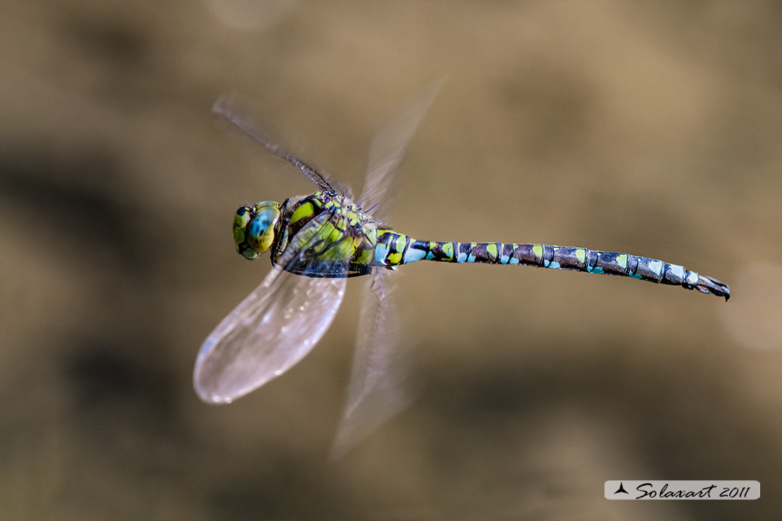 Aeshna cyanea (maschio) - Southern Hawker or Blue Darner (male)