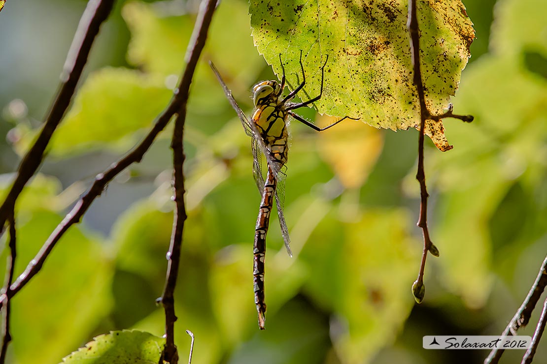 Aeshna cyanea (maschio) - Southern Hawker or Blue Darner (male)