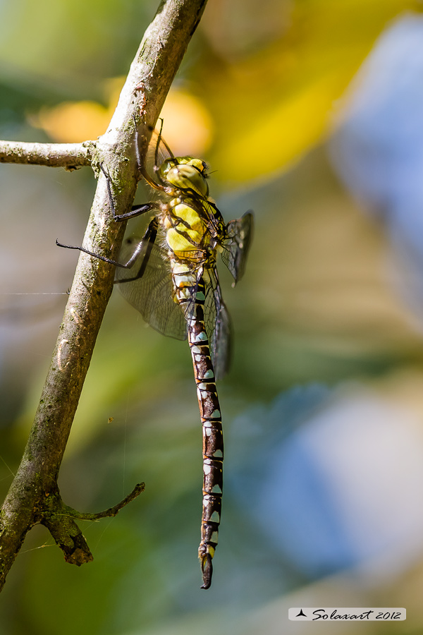 Aeshna cyanea (maschio) - Southern Hawker or Blue Darner (male)