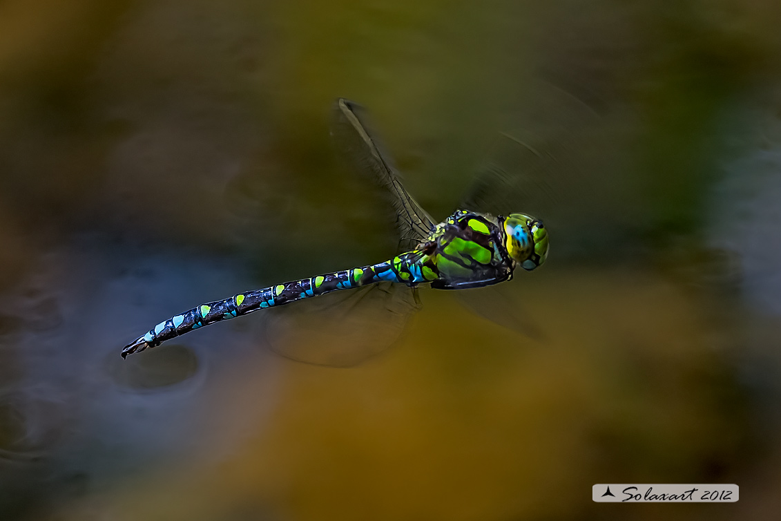Aeshna cyanea; Southern Hawker; Blue Darner; male