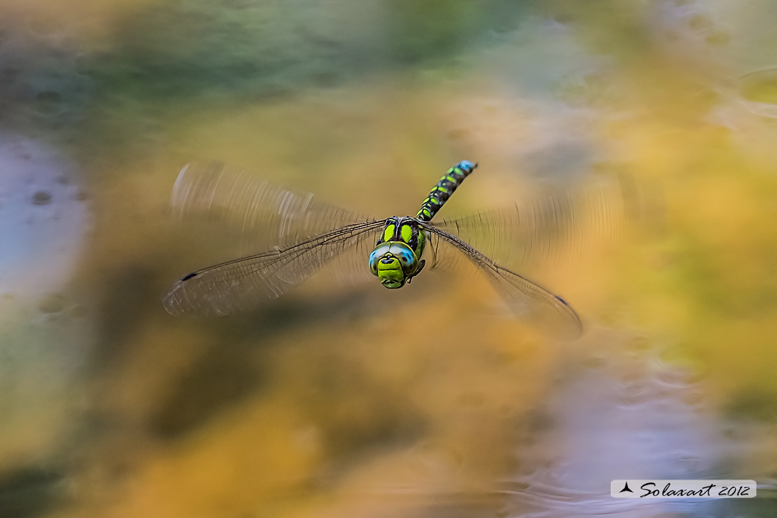 Aeshna cyanea (maschio) - Southern Hawker or Blue Darner (male)