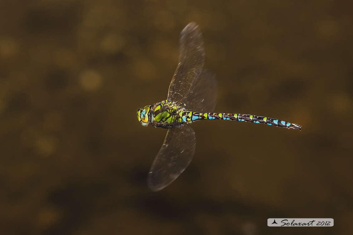 Aeshna cyanea (maschio) - Southern Hawker or Blue Darner (male)