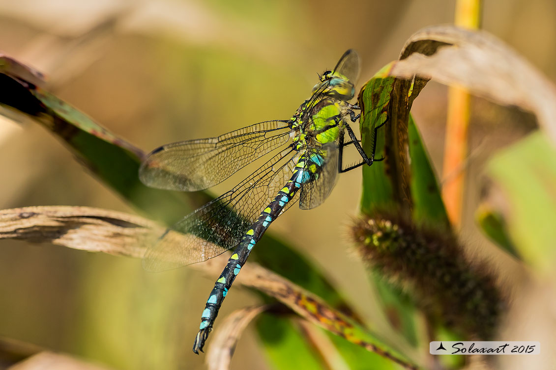 Aeshna cyanea (maschio) - Southern Hawker or Blue Darner (male)