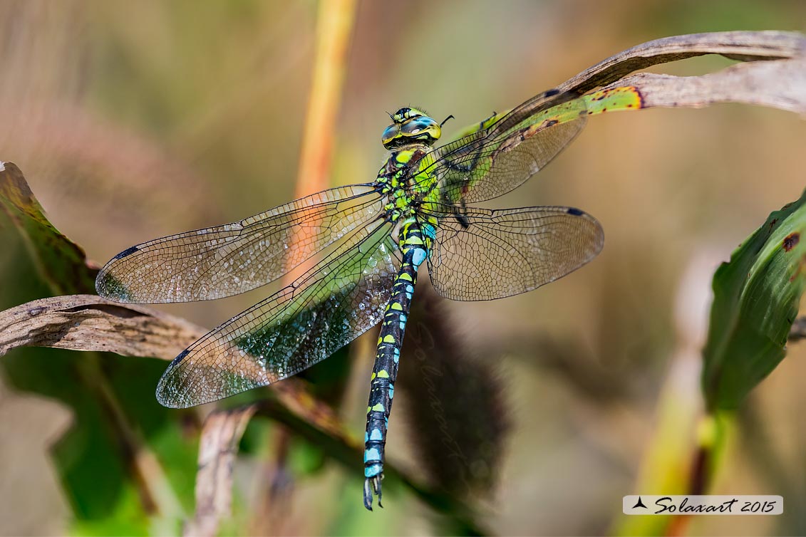Aeshna cyanea (maschio) - Southern Hawker or Blue Darner (male)