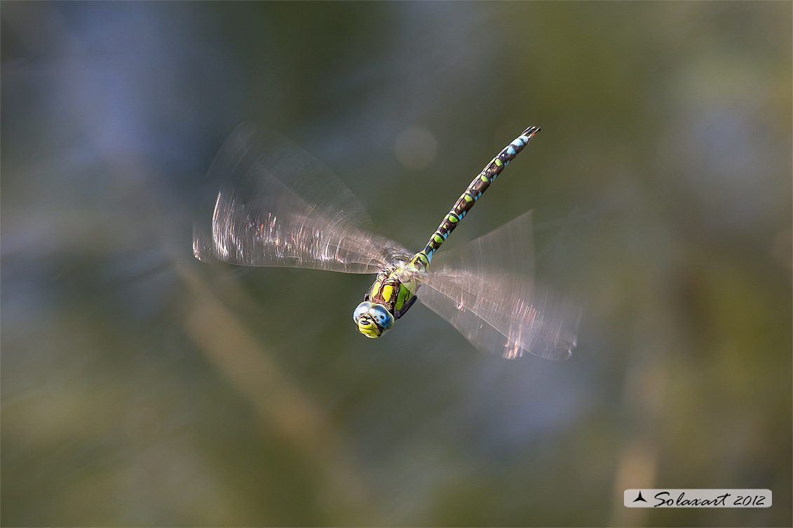 Aeshna cyanea (maschio) - Southern Hawker or Blue Darner (male)