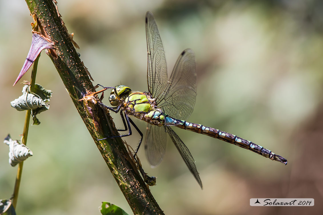 Aeshna cyanea (maschio) - Southern Hawker or Blue Darner (male)