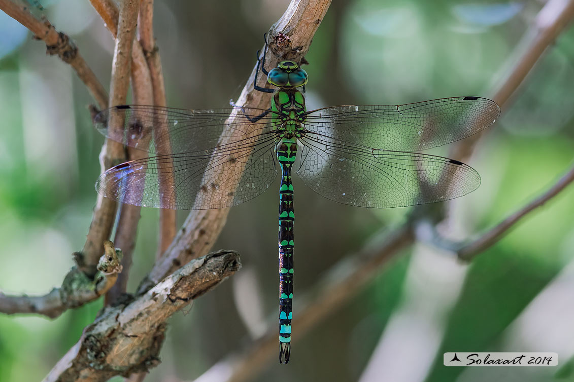 Aeshna cyanea (maschio) - Southern Hawker or Blue Darner (male)