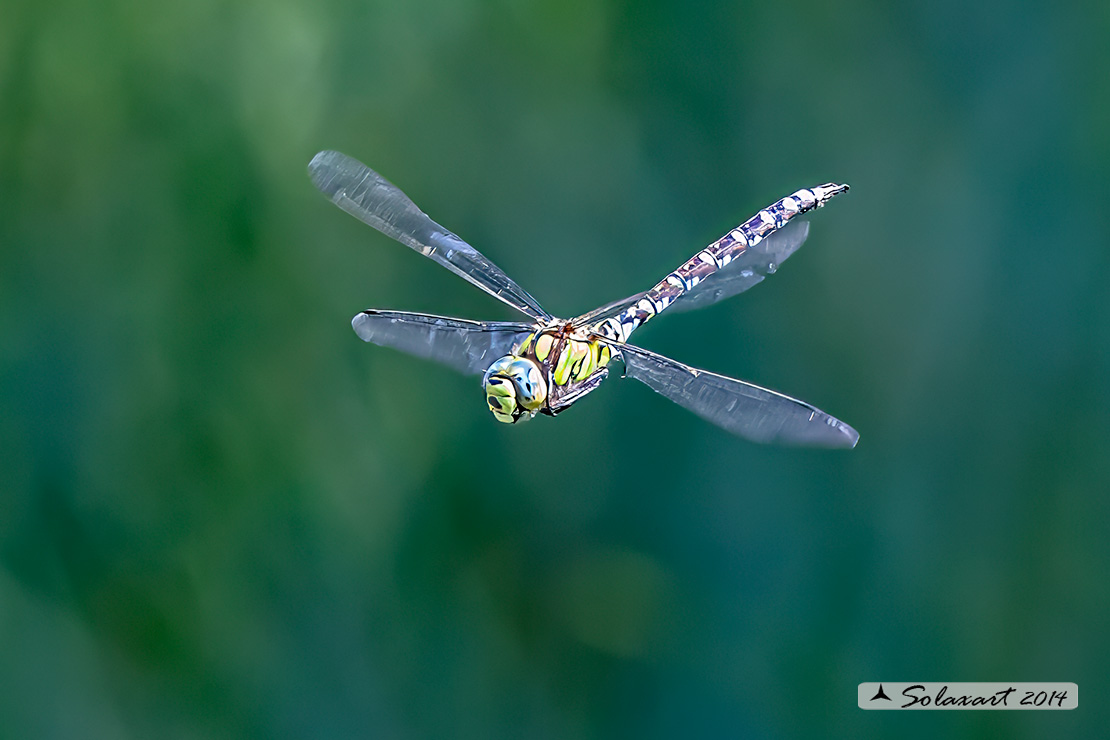 Aeshna cyanea (maschio) - Southern Hawker or Blue Darner (male)