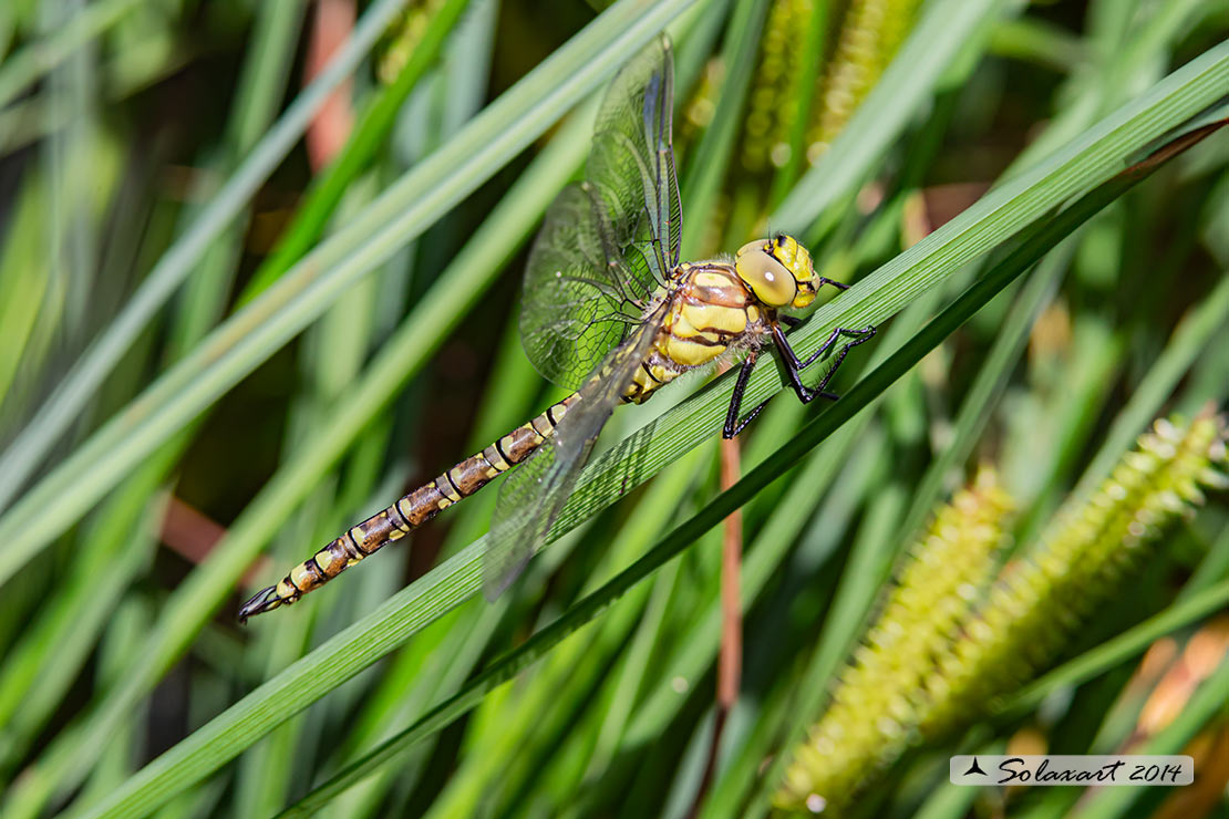 neosfarfallata