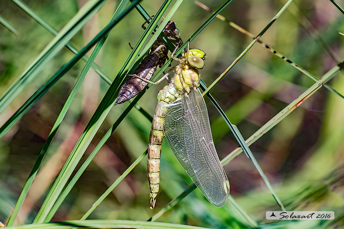Aeshna cyanea (maschio neosfarfallato) - Southern Hawker or Blue Darner (male, teneral)