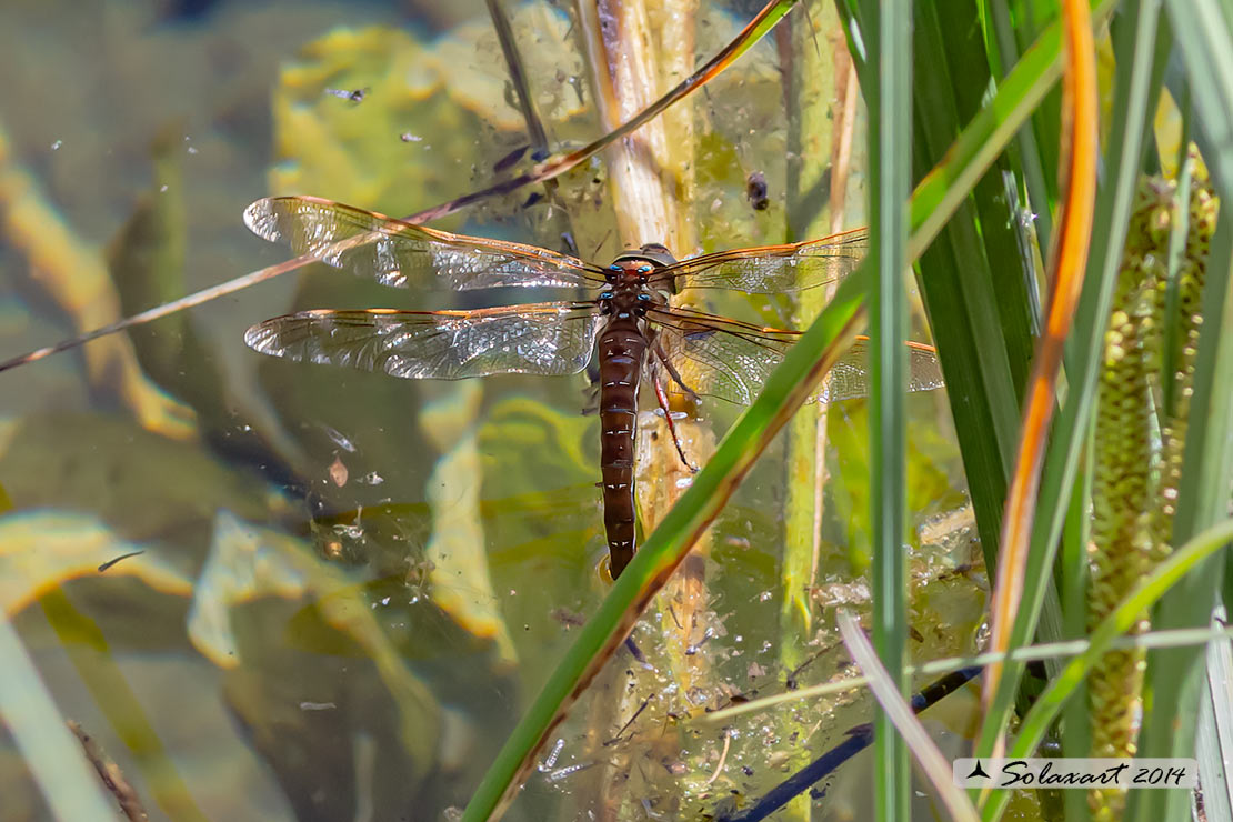 Aeshna grandis - Dragone bruno - Brown Hawker