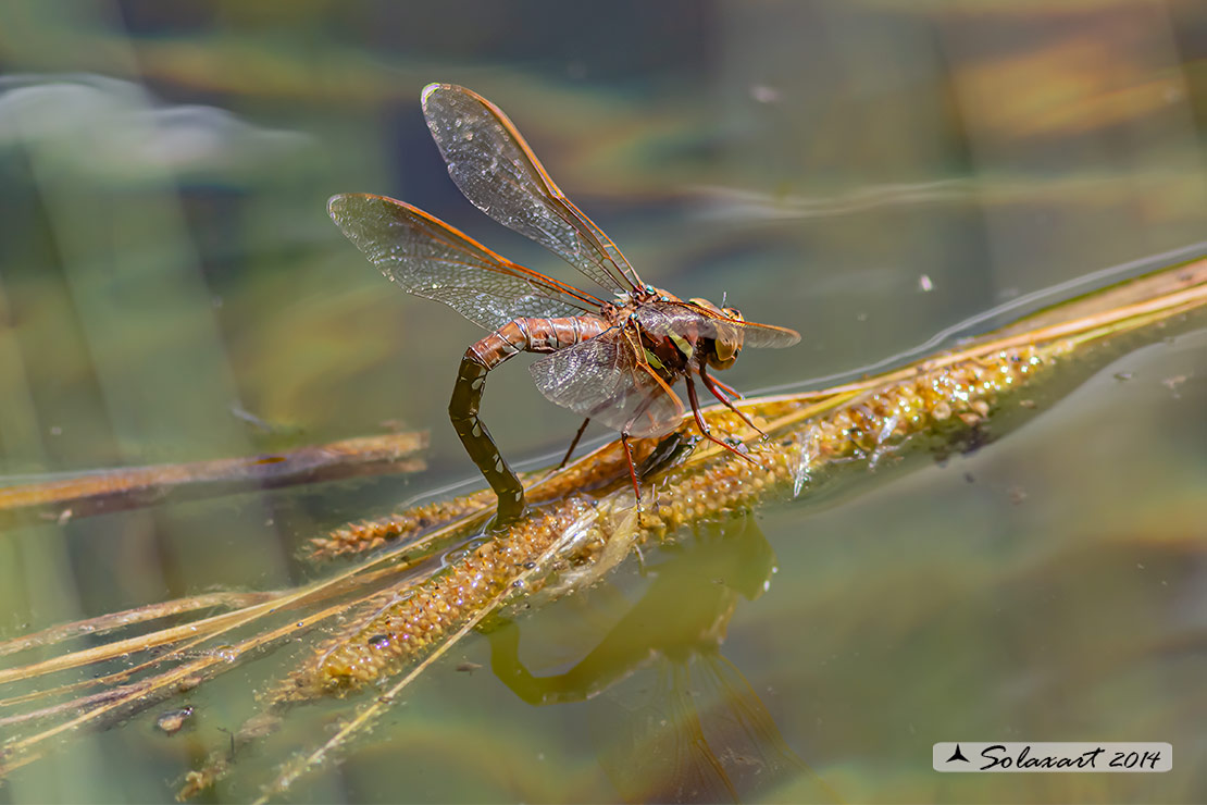 Aeshna grandis - Dragone bruno - Brown Hawker