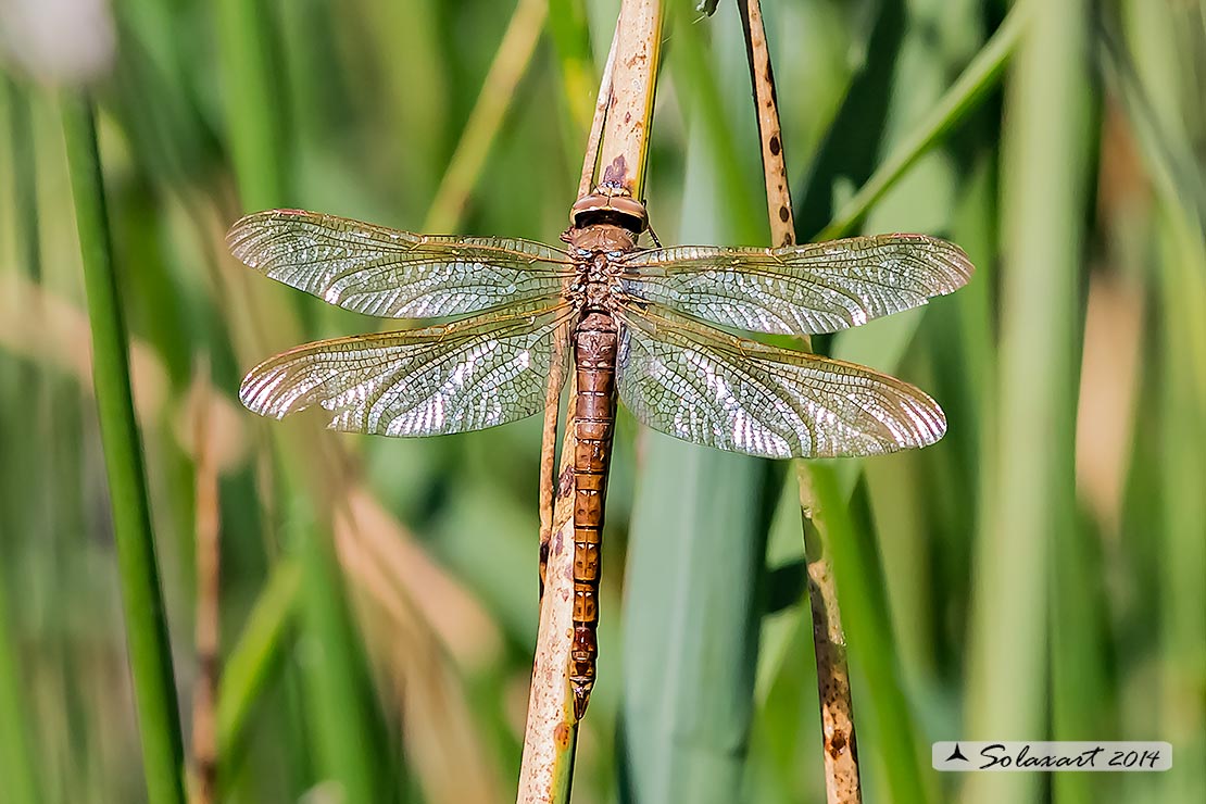 Aeshna grandis (femmina in ovodeposizione)   -  Brown Hawker  (female during oviposition)