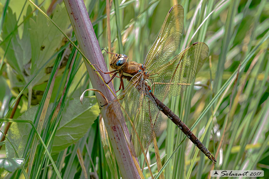 Aeshna grandis:  Dragone bruno (maschio);    Brown Hawker  (male)