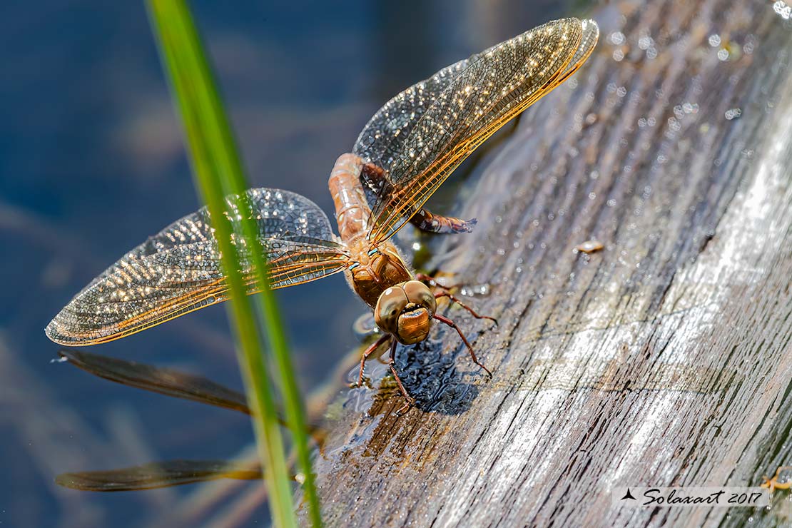 Aeshna grandis: Dragone bruno (femmina); Brown Hawker  (female)