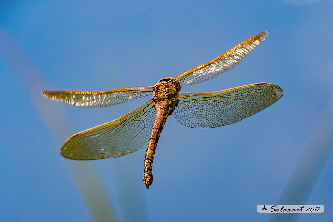 Aeshna grandis:  Dragone bruno (femmina);  Brown Hawker (female)