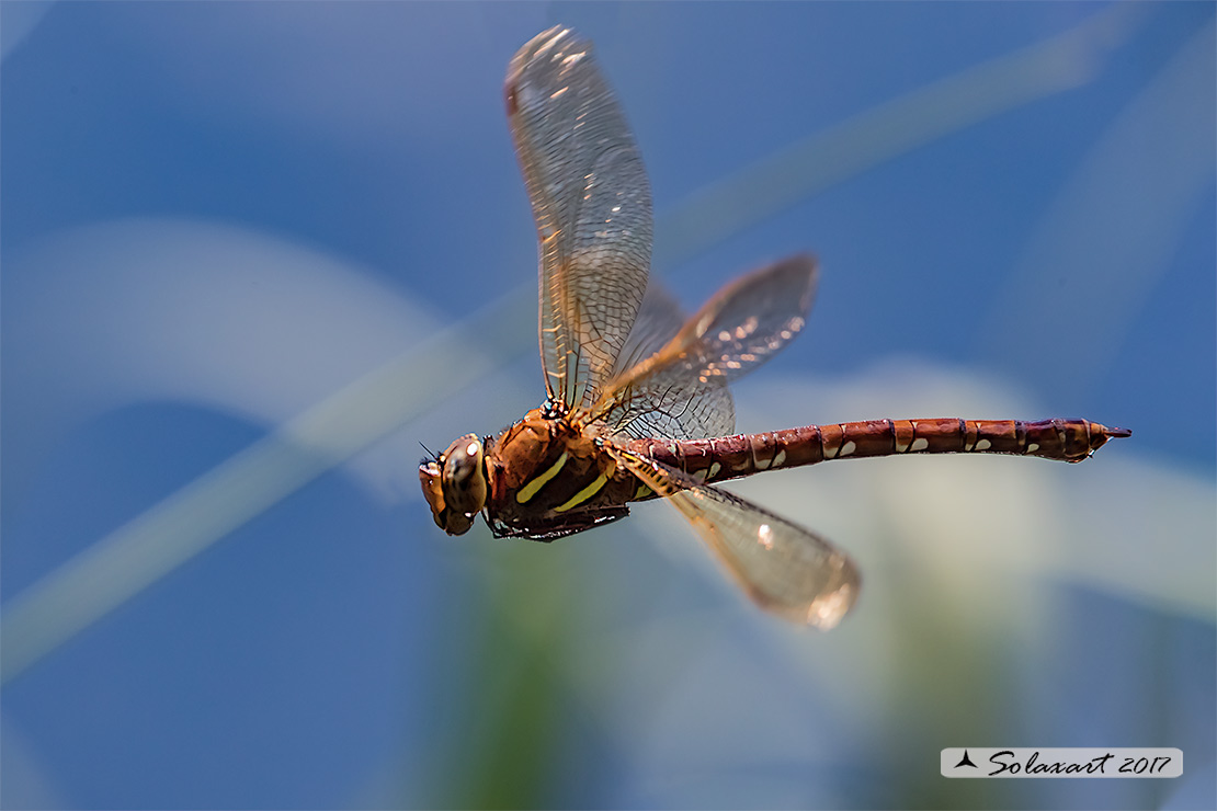Aeshna grandis:  Dragone bruno (femmina);  Brown Hawker (female)