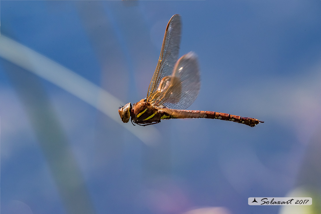 Aeshna grandis:  Dragone bruno (femmina);  Brown Hawker (female)