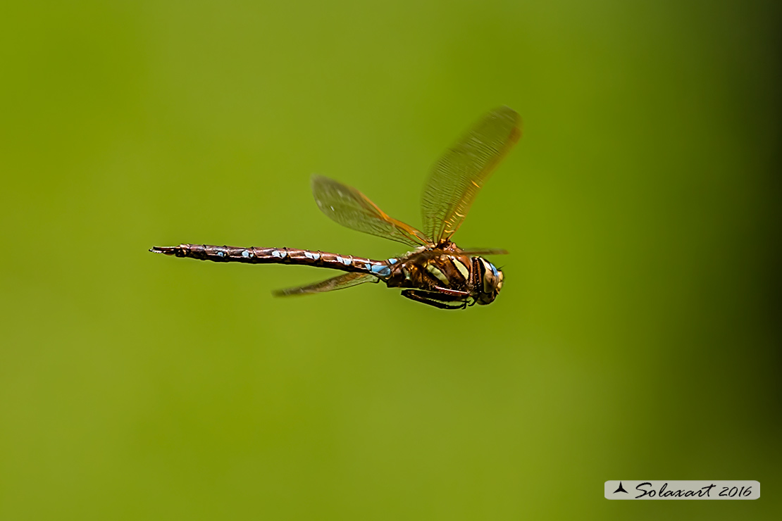 Aeshna grandis:  Dragone bruno (maschio);  Brown Hawker (male)