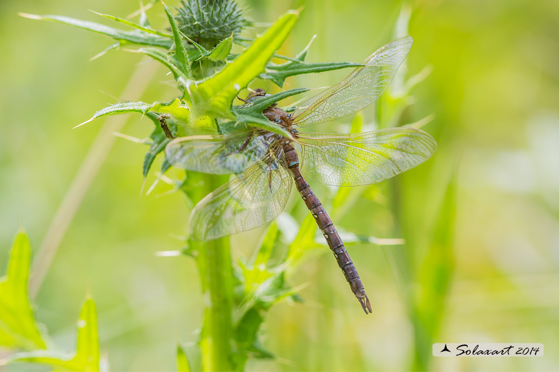 Aeshna grandis (maschio) - Brown Hawker (male)