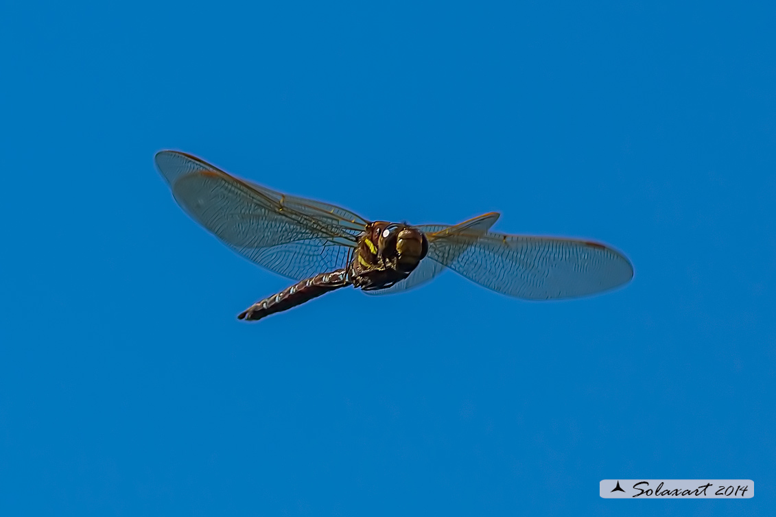 Aeshna grandis - Dragone bruno - Brown Hawker