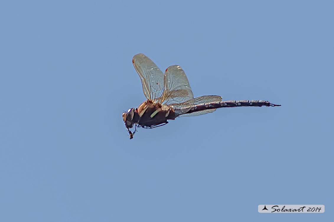 Aeshna grandis  (maschio) - Brown Hawker  (male)