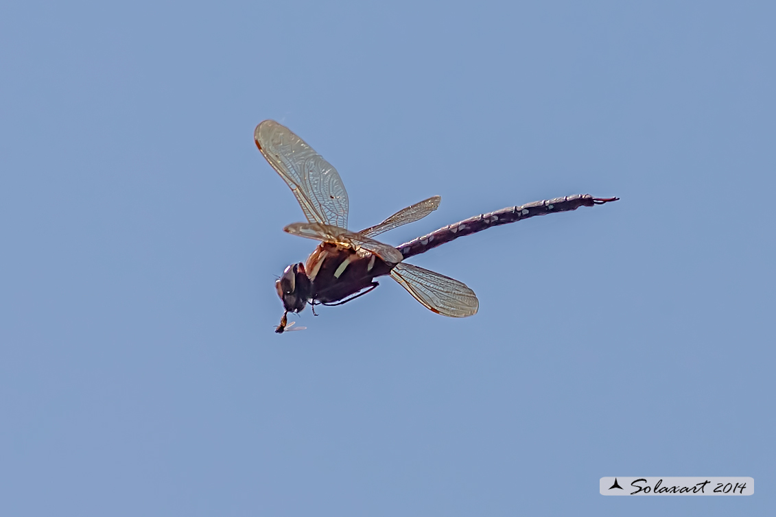 Aeshna grandis  (maschio) - Brown Hawker  (male)