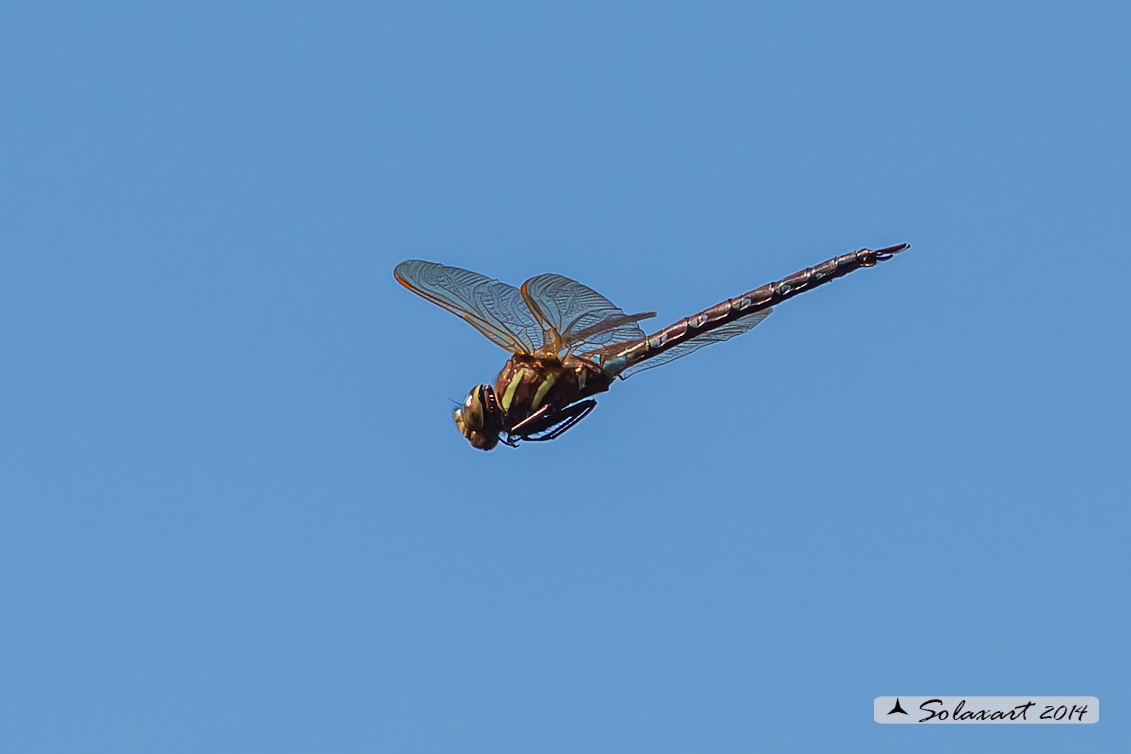 Aeshna grandis  (maschio) - Brown Hawker  (male)