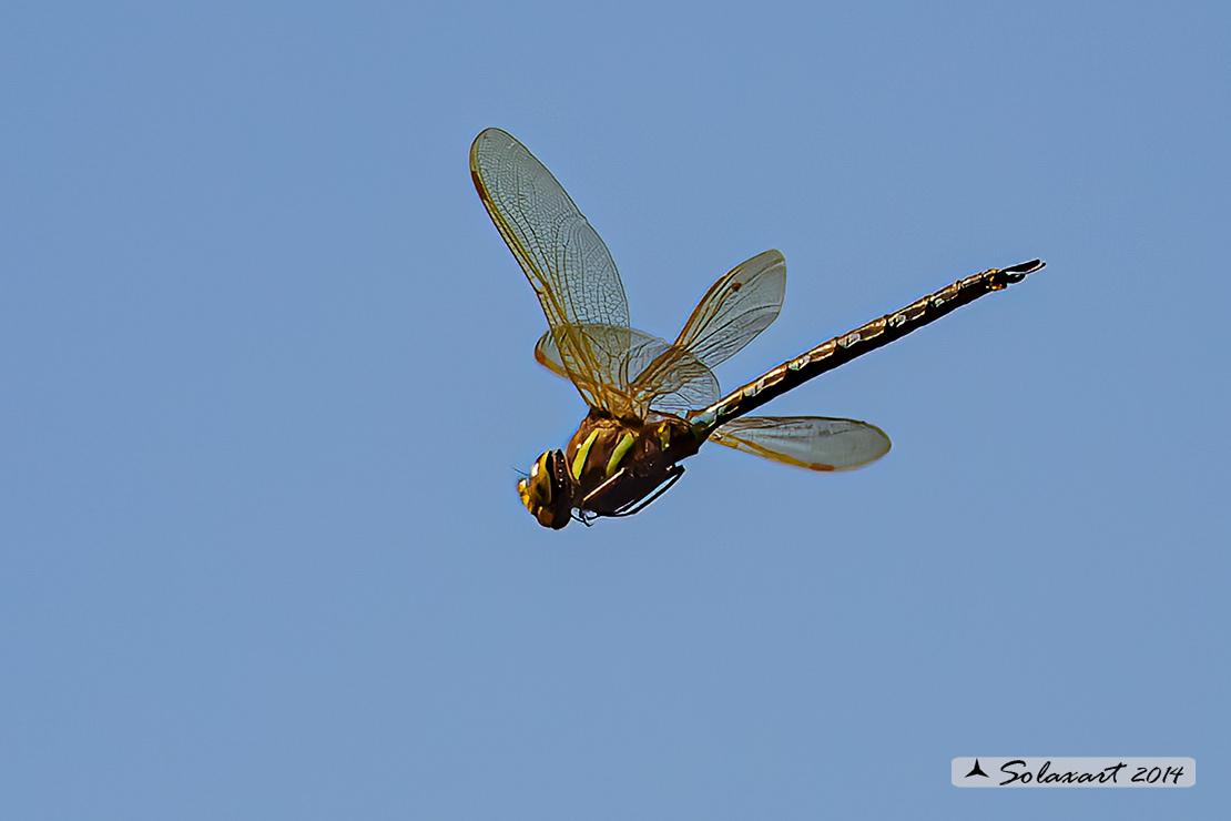 Aeshna grandis  (maschio) - Brown Hawker  (male)