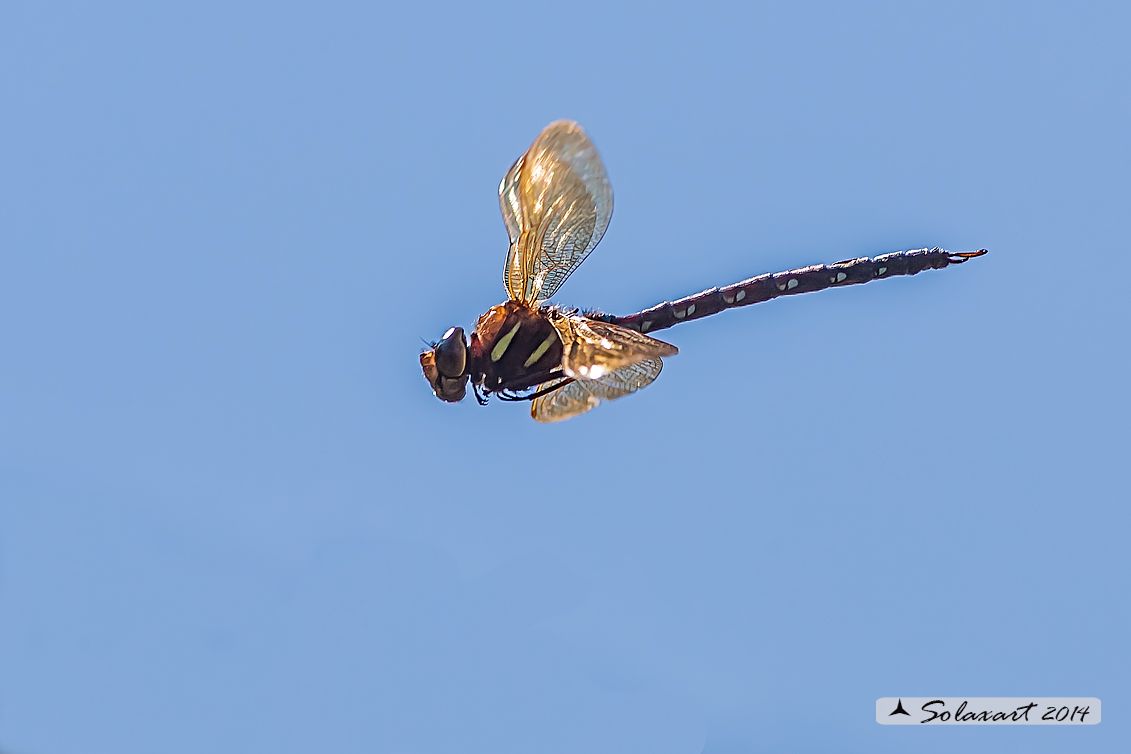 Aeshna grandis  (maschio)   -  Brown Hawker  (male)