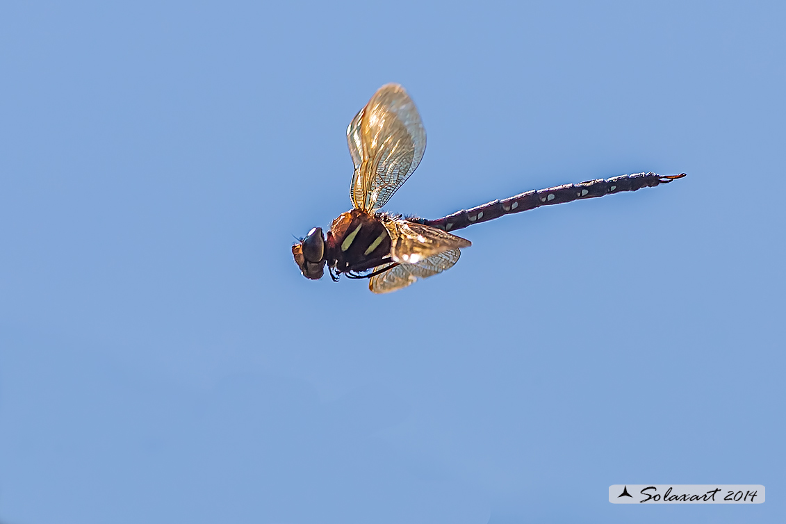 Aeshna grandis  (maschio) - Brown Hawker  (male)