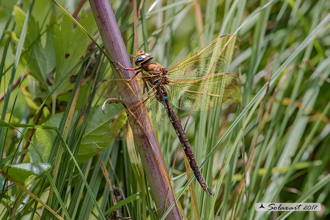 Aeshna grandis:  Dragone bruno (maschio);    Brown Hawker  (male)