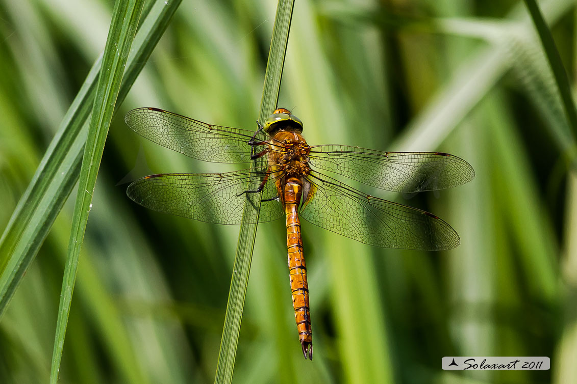 Aeshna isosceles (maschio) - Green-eyed Hawker (male)