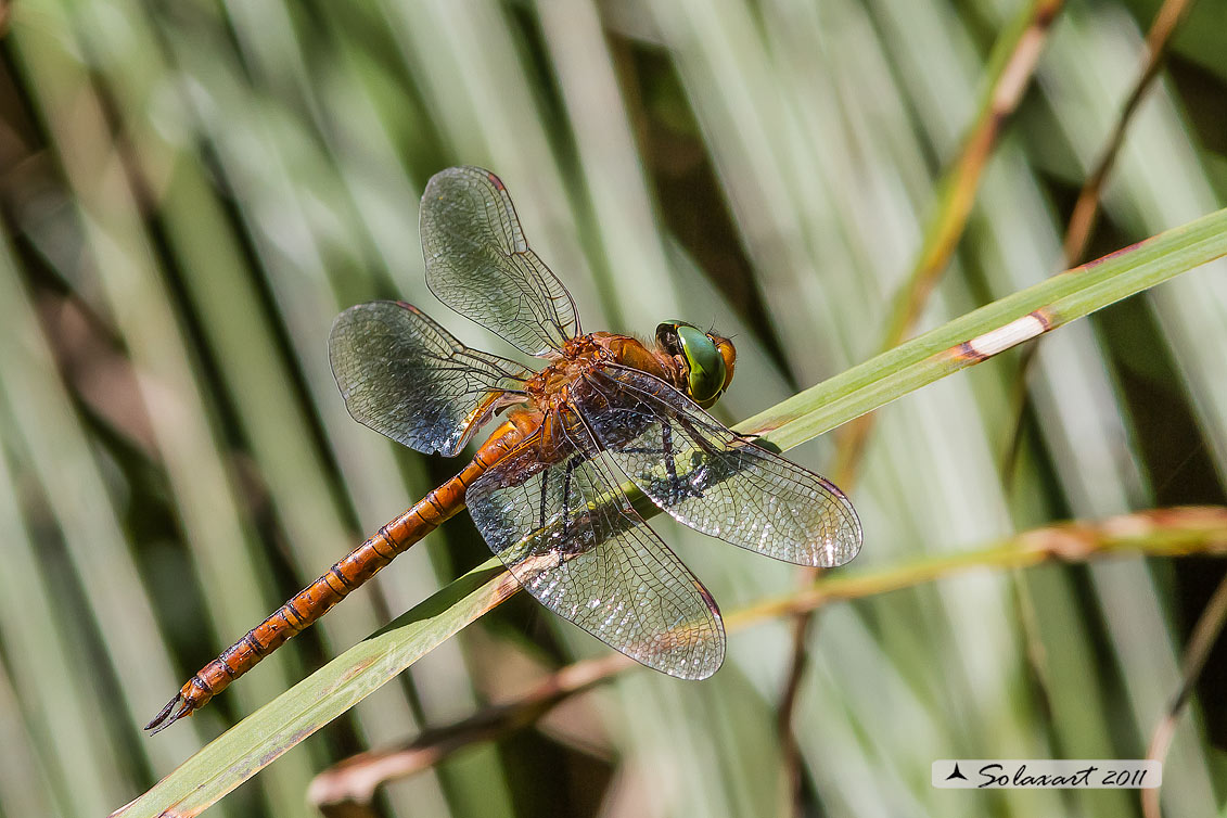 Aeshna isosceles (maschio) - Green-eyed Hawker (male)