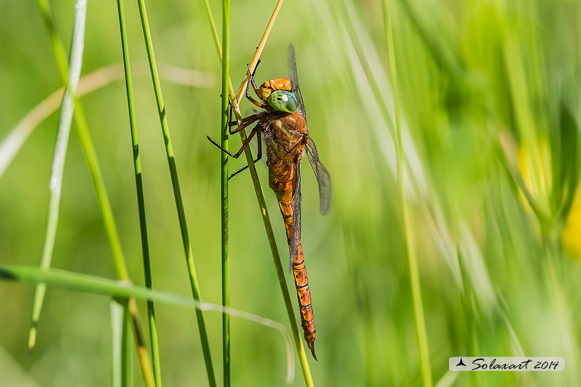 Aeshna isosceles (maschio) - Green-eyed Hawker (male)