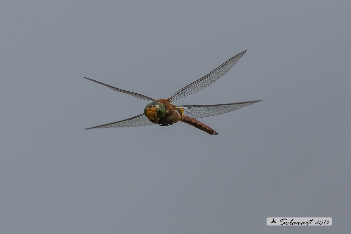 Aeshna isosceles (maschio) - Green-eyed Hawker (male)