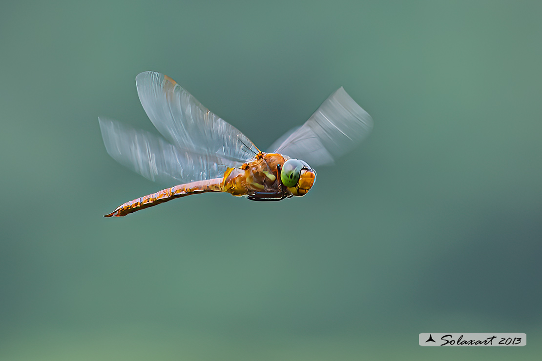 Aeshna isosceles (maschio) - Green-eyed Hawker (male)