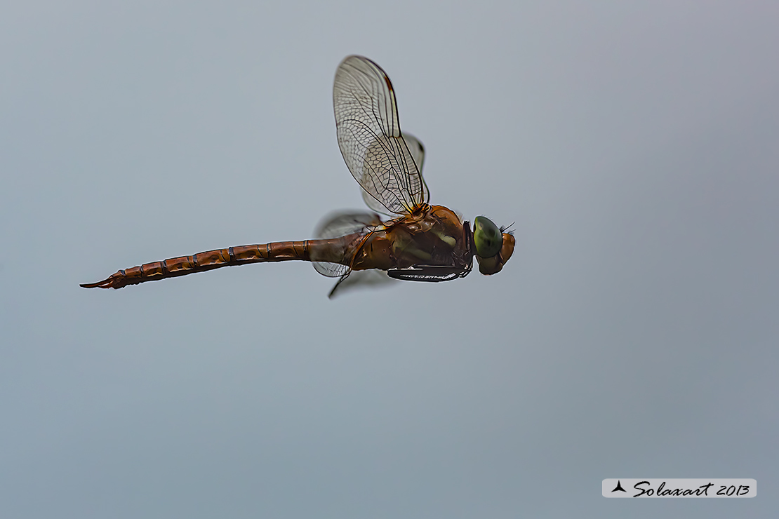 Aeshna isosceles (maschio) - Green-eyed Hawker (male)