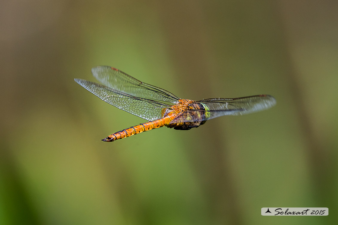 Aeshna isosceles (maschio) - Green-eyed Hawker (male)