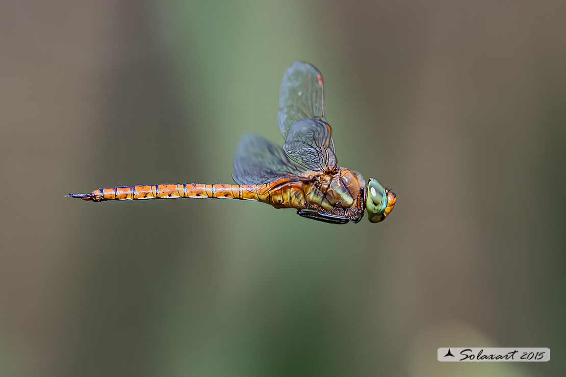 Aeshna isosceles (maschio) - Green-eyed Hawker (male)